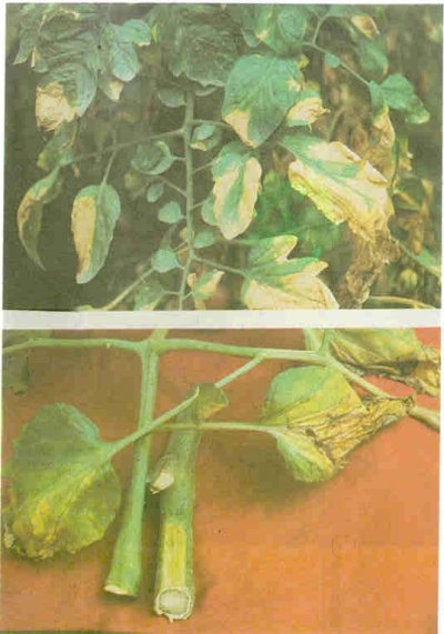 Domateste diğer bir solgunluk hastalığı (Verticillium).